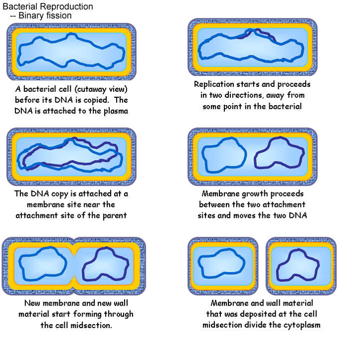 mitosis and meiosis of eukaryotic organisms Eukaryotic cells and the cell cycle mitosis, meiosis, & fertilization in all sexually reproducing organisms there is a doubling of chromosome mitosis or meiosis, once you are satisfied that it is correct, sketch it in your notebook for future reference. mitosis and meiosis of eukaryotic organisms Eukaryotic cells and the cell cycle mitosis, meiosis, & fertilization in all sexually reproducing organisms there is a doubling of chromosome mitosis or meiosis, once you are satisfied that it is correct, sketch it in your notebook for future reference.